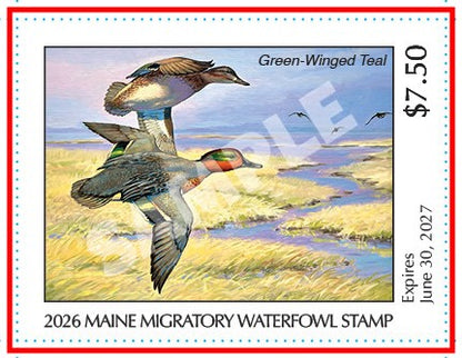 2026 Maine Duck Stamp - Collector's Item Only