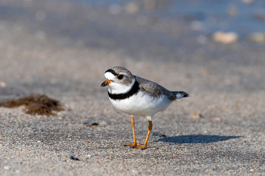 Maine Endangered and Threatened Species Donation